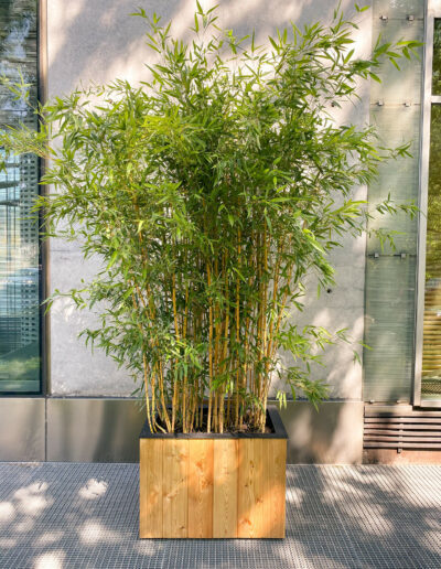 Velký truhlík boo pojme i obra